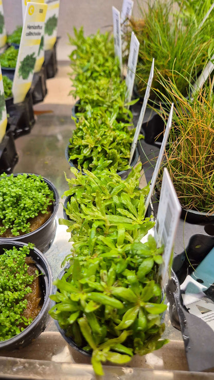Pogostemon helferi