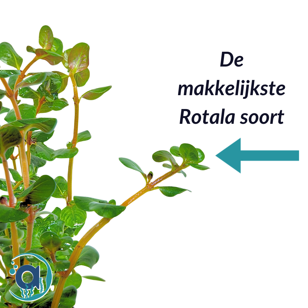 Rotala Indica (Rotundifolia)