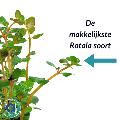 Rotala Indica (Rotundifolia)