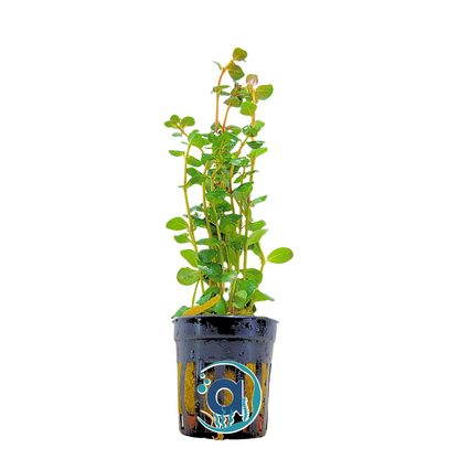 Rotala Indica (Rotundifolia)