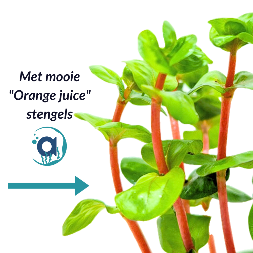 Rotala Orange Juice