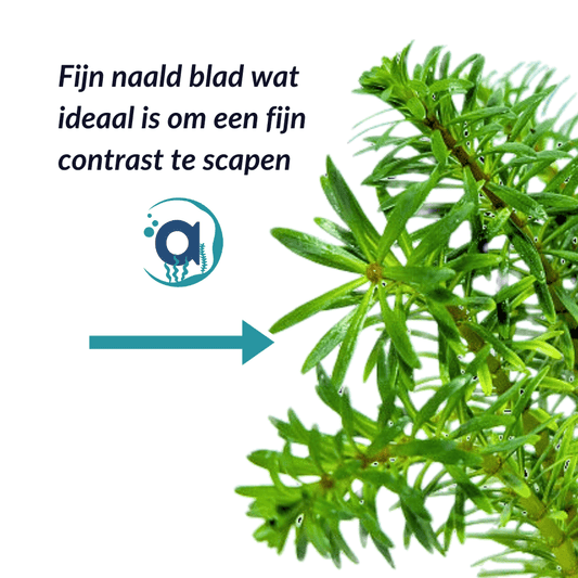 Rotala Walichii