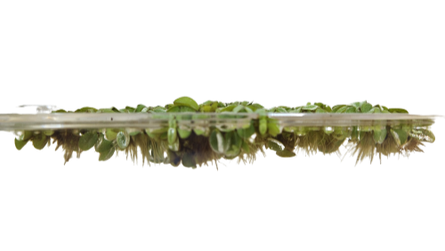 Salvinia Minima