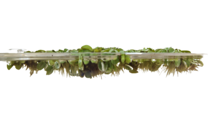 Salvinia Minima