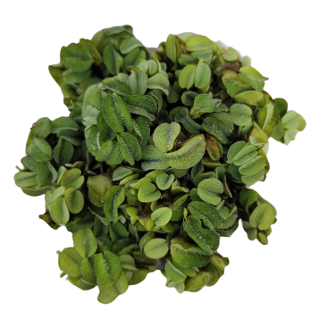 Salvinia Minima