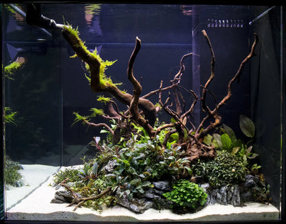 Spiderwood dark SP15