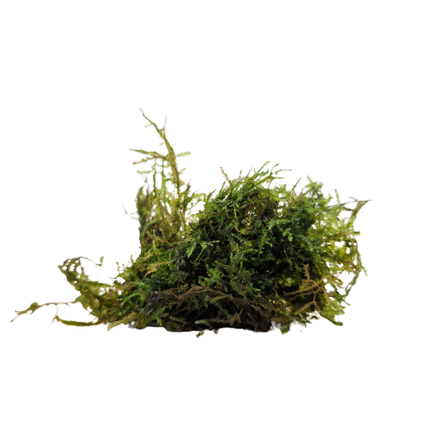 Spikey moss