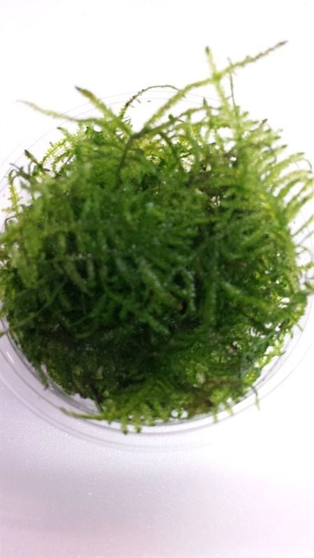 Taiwan moss