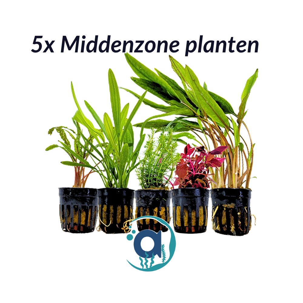 Middenzone planten pakket