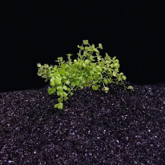 Micranthemum Umbrosum