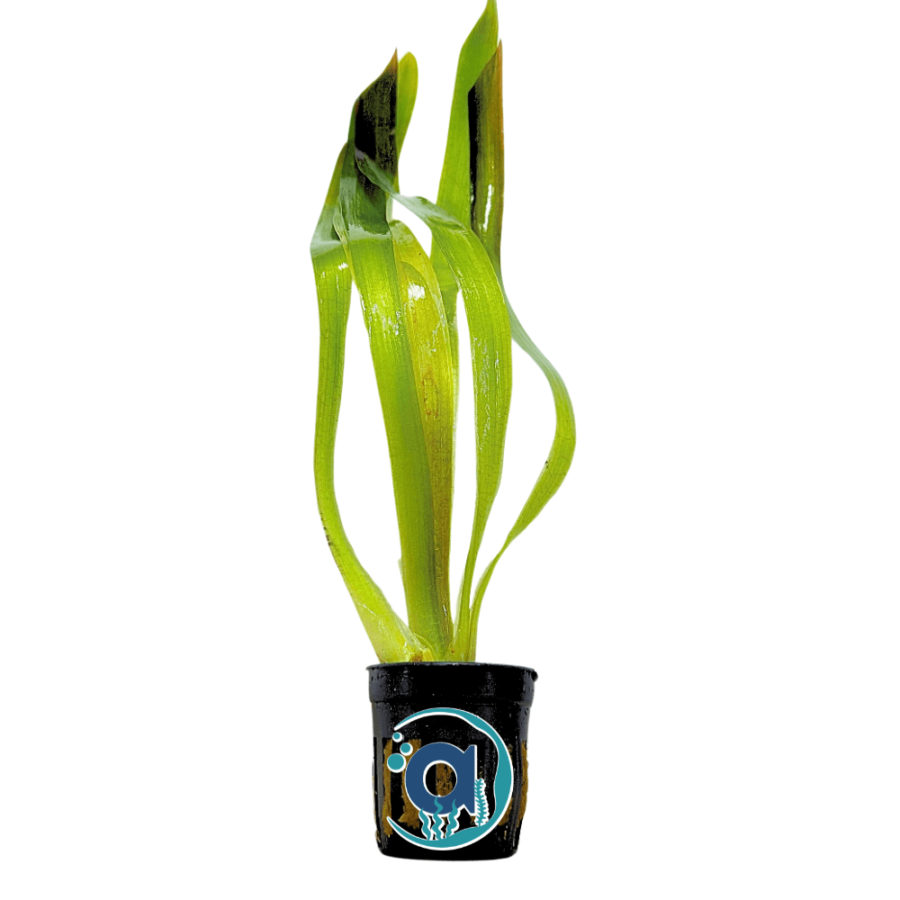 Achtergrond planten pakket