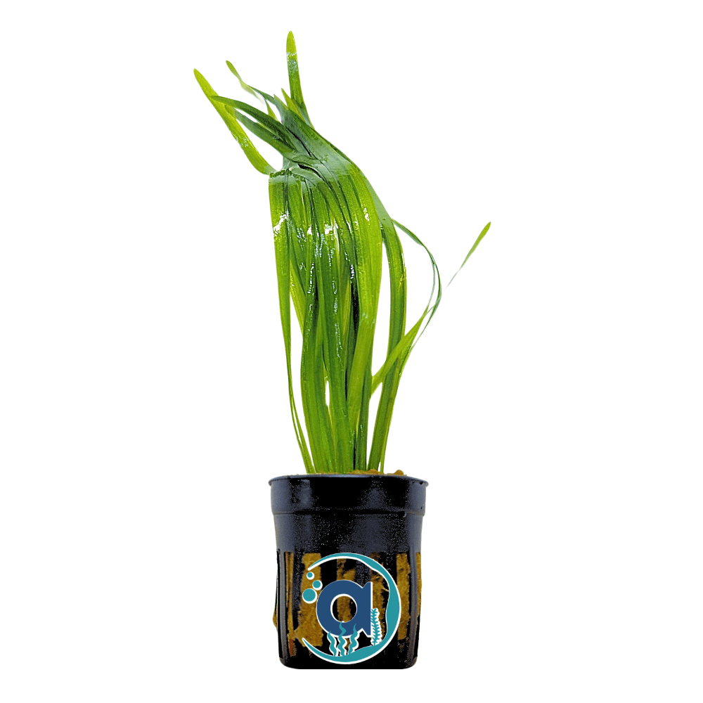 Achtergrond planten pakket
