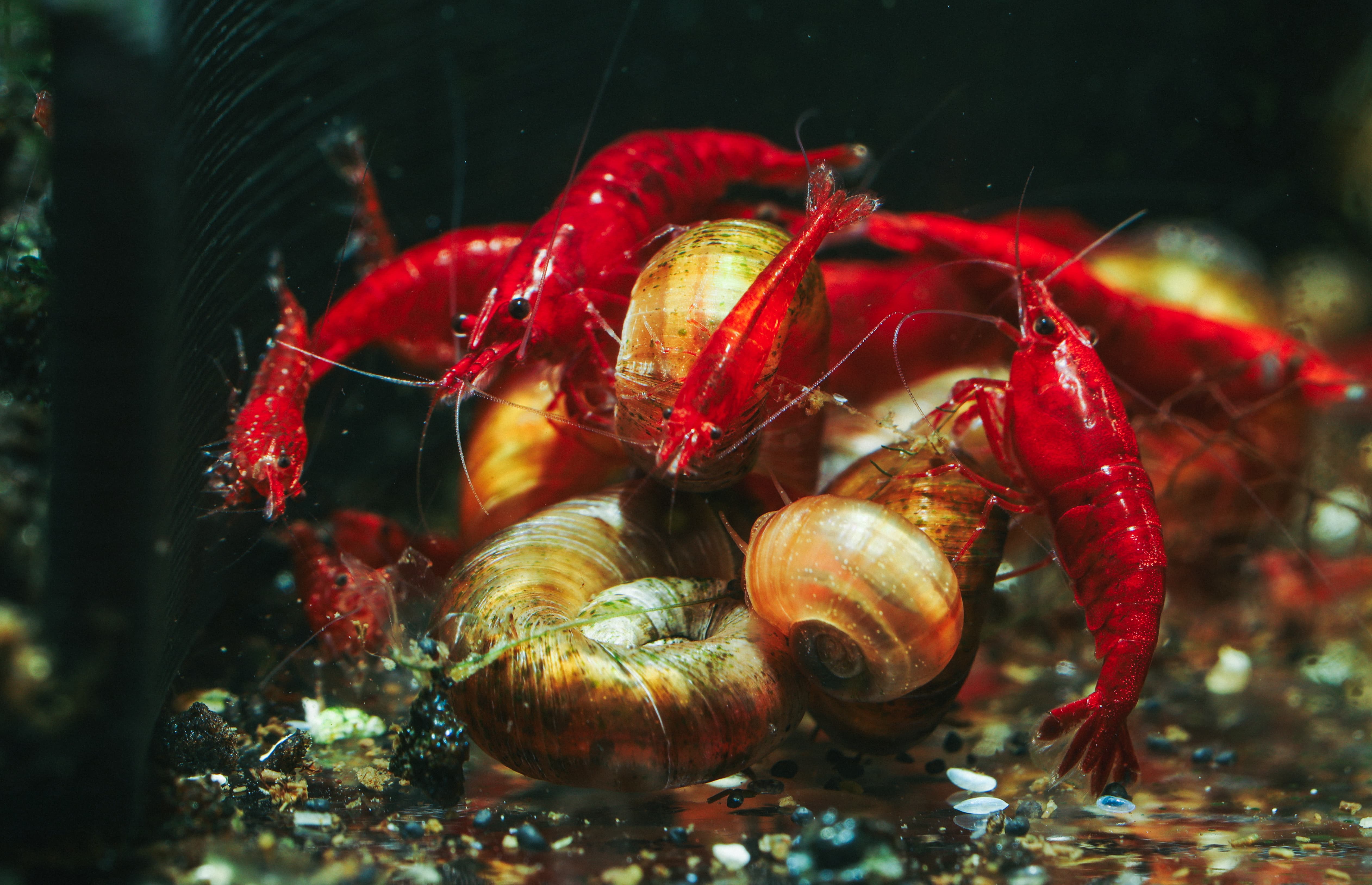 Neocaridina Davidi Bloody Mary