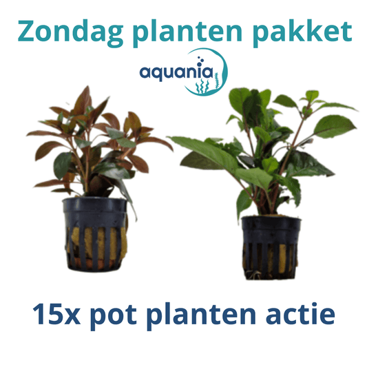 Sunday promotion plant package